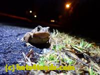 /home//u458753944/public_html/sourcegallery//Roxborough Toad Detour/2022/2022-03-07/P3070831.JPG
